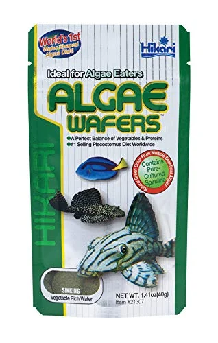 Amano Shrimp Care Guide: Algae Control and Tank Mates