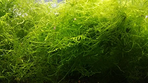 Best Moss for Shrimp Tanks in 2026: Java, Christmas, and Flame Moss