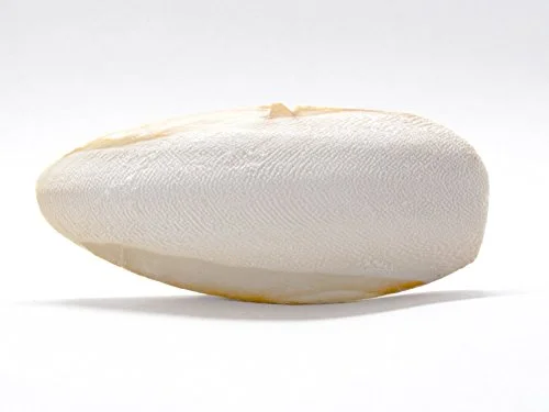 Aquatic Arts Cuttlebone (3-Pack)