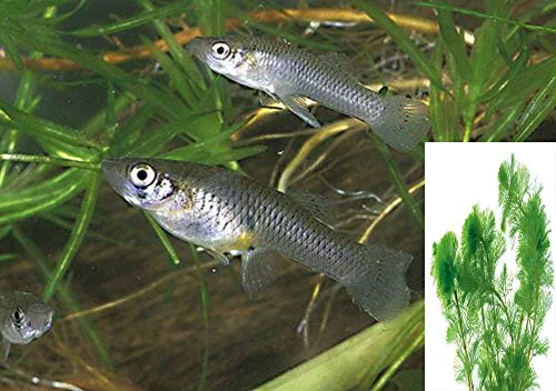 20 Live Mosquito Fish (Koi Pond) with Hornwort Plant