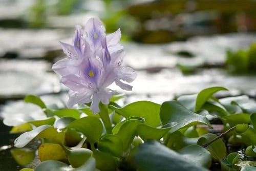 Water Hyacinth (Live Floating Plants, 3-Pack)