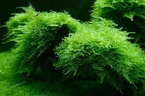 Moss for Aquariums Java Moss (4 oz Cup)