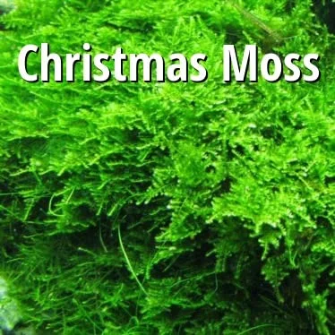 Christmas Moss Vesicularia Montagnei Live Plant