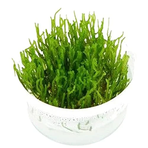 Canton Aquatics Flame Moss (Taxiphyllum 'Flame')