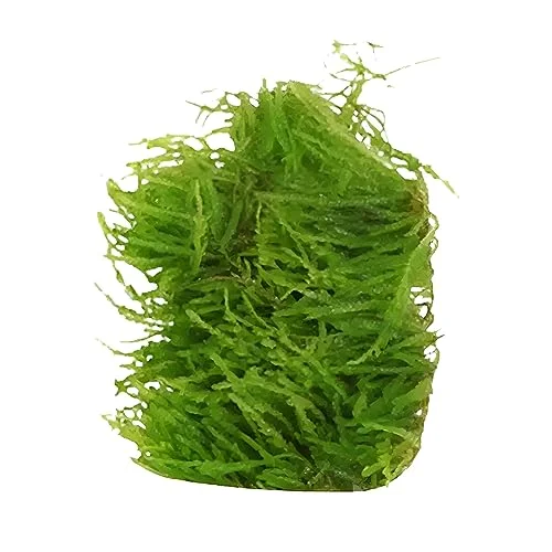 Canton Aquatics Weeping Moss (Vesicularia Ferriei)