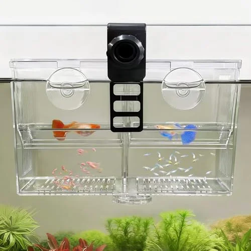Livebearer Genetics 101: Understanding Color Inheritance