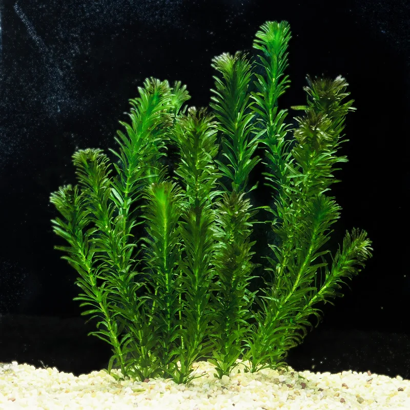 Anacharis (Elodea, 10-Stem Bundle)