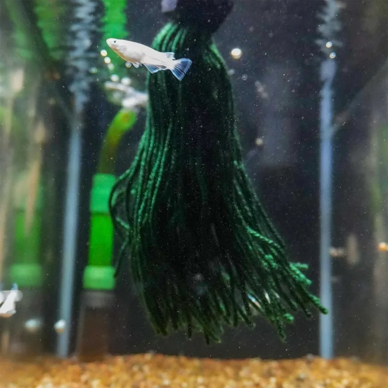 Best Spawning Mops in 2026 for Ricefish and Egg Scatterers