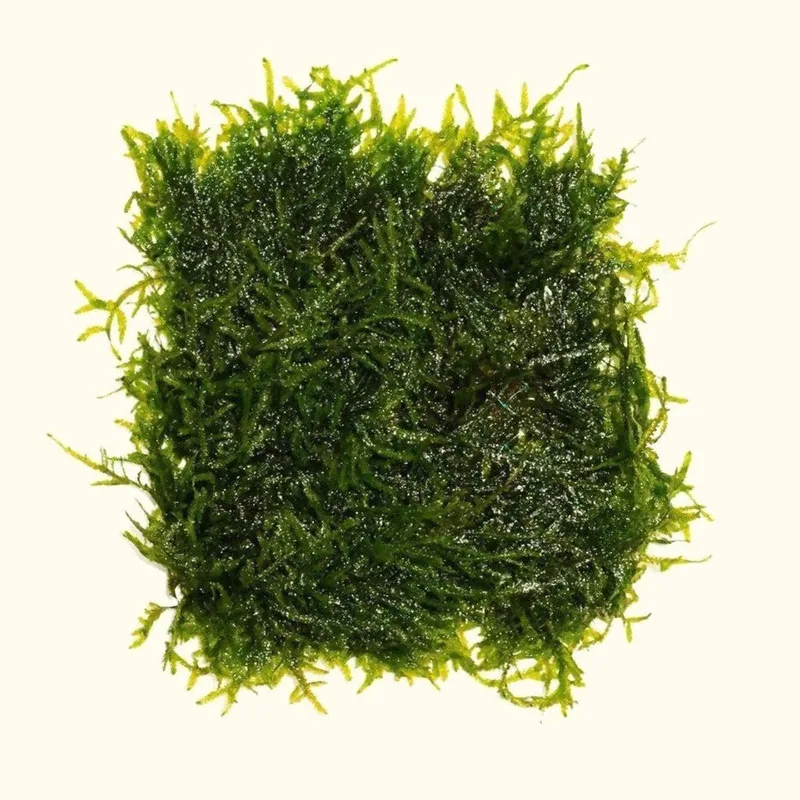 Aquarium Co-Op Java Moss Mat