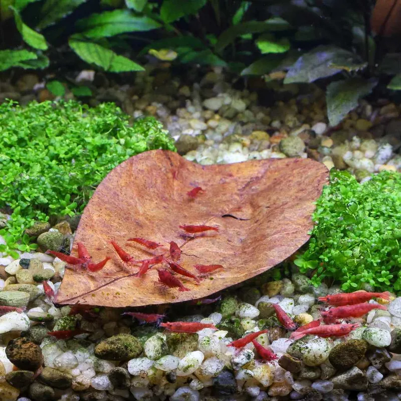 Best Indian Almond Leaves in 2026 for Shrimp and Bettas