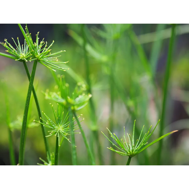 Dwarf Papyrus (Cyperus prolifer)