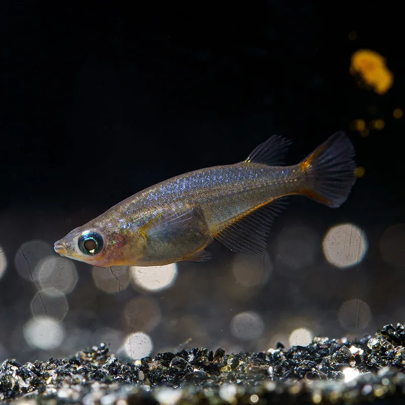 Flip Aquatics Ricefish Food
