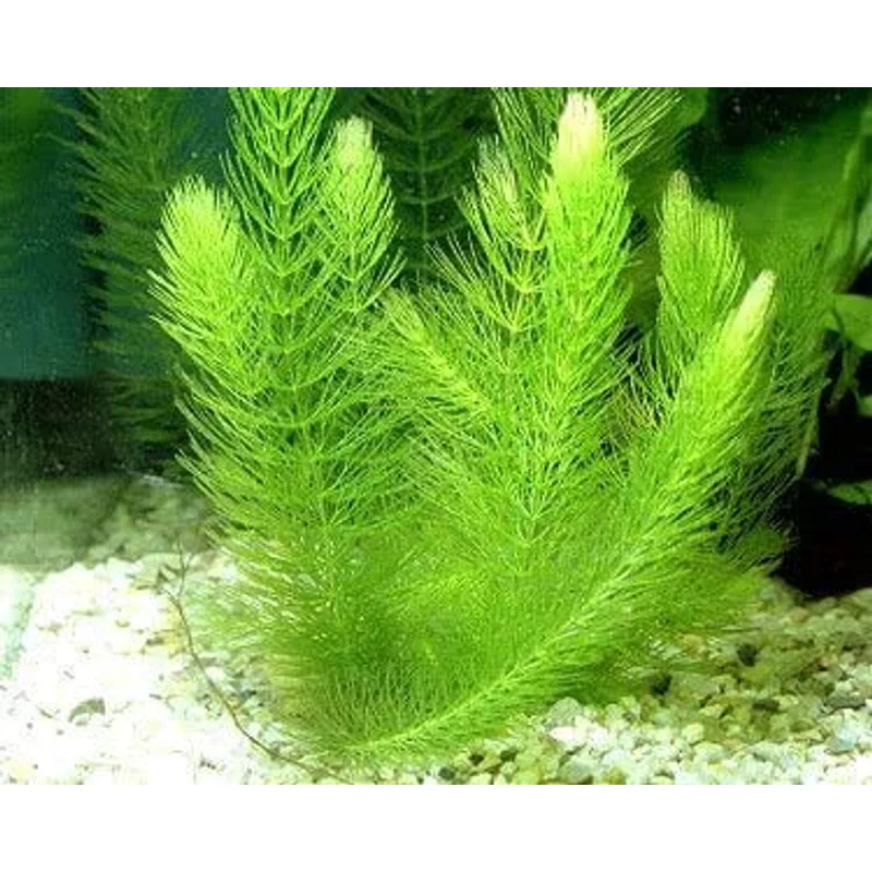 Hornwort (Ceratophyllum demersum, Live Bunches)