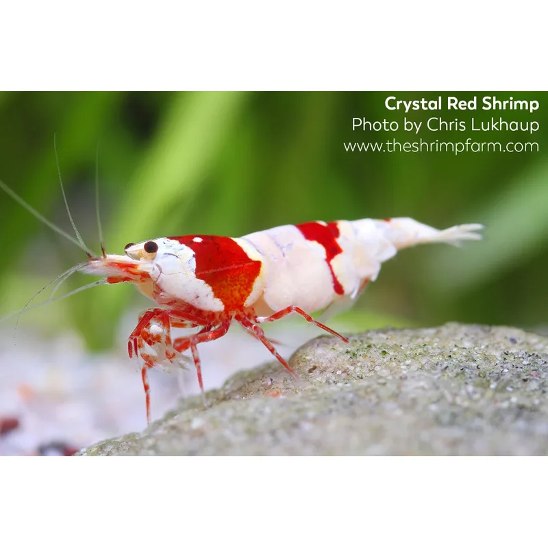 A group of Crystal Red shrimp grazing on aquasoil and moss in a dedicated Caridina species tank
