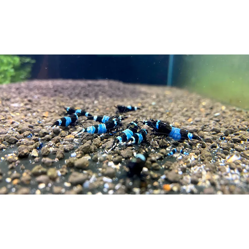 Taiwan Bee Caridina shrimp including Blue Bolt and Shadow Panda variants clustered on a feeding wafer in a dedicated species tank