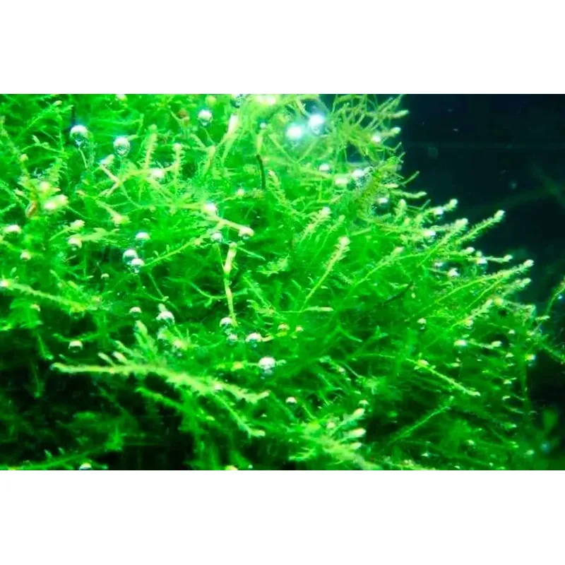Crystal Red shrimp shrimplets at roughly two weeks old foraging on biofilm-covered Java moss in a cycled Caridina tank