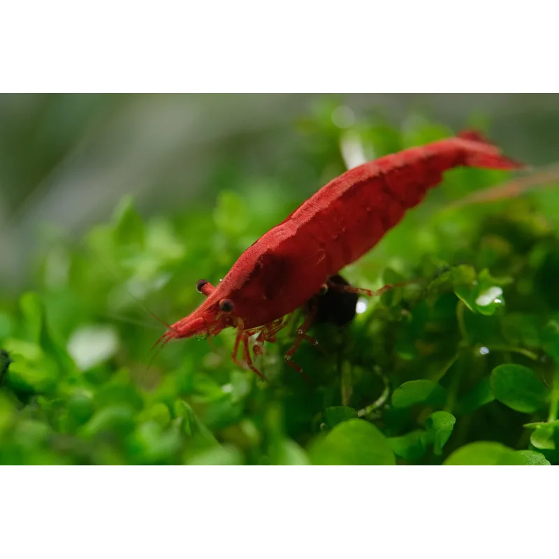 A thriving cherry shrimp colony grazing on a seasoned sponge filter in a planted tank