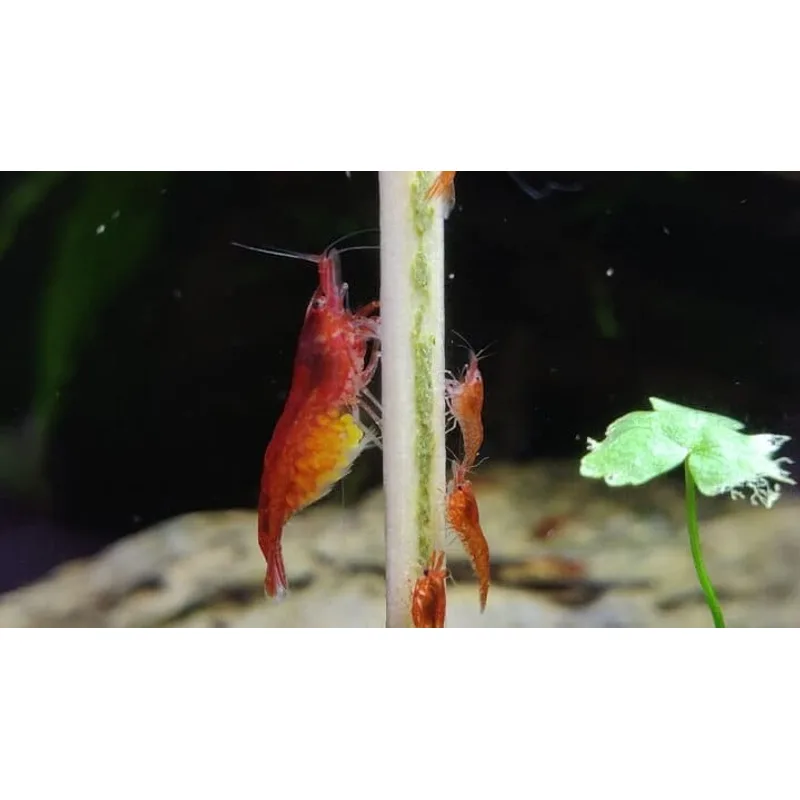 A berried cherry shrimp female fanning orange eggs visible under her abdomen