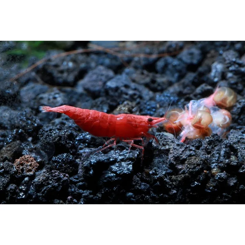 High-grade Painted Fire Red neocaridina shrimp with full-body opaque coloration in a planted tank