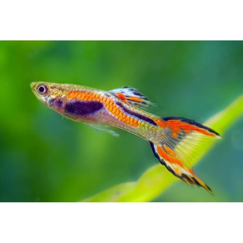 Male Endler's livebearer displaying the intense neon color patterns that distinguish pure N-Class fish from hybrid stock