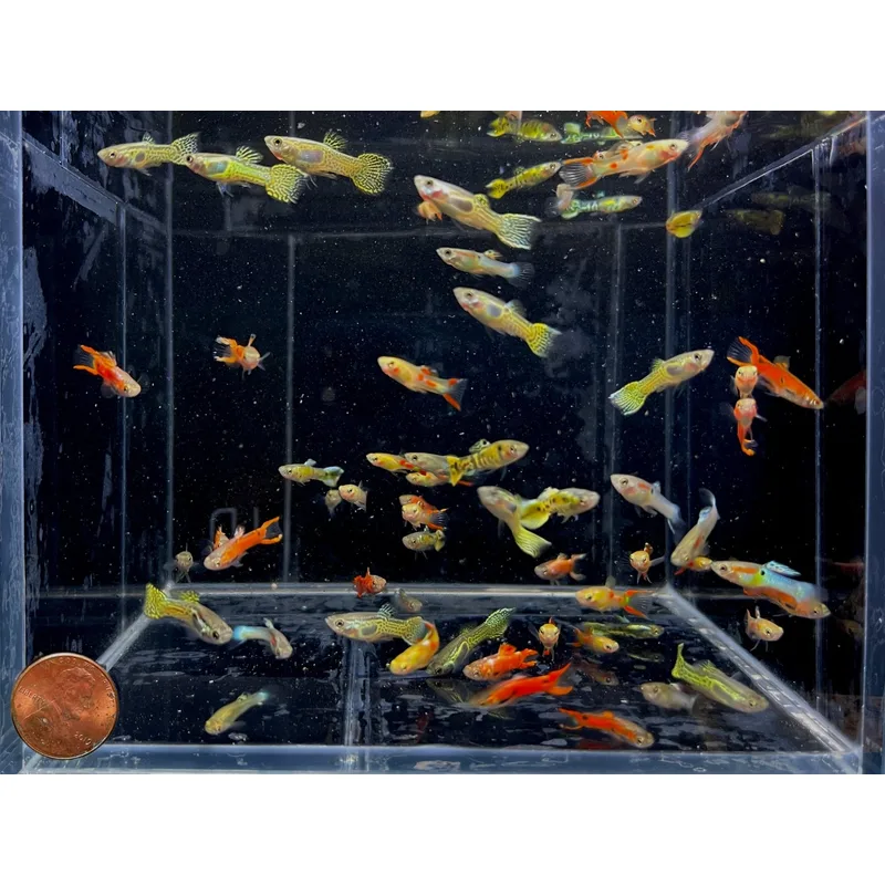 Endler's livebearer colony — a 3:1 female-to-male ratio reduces harassment and improves female lifespan in breeding setups
