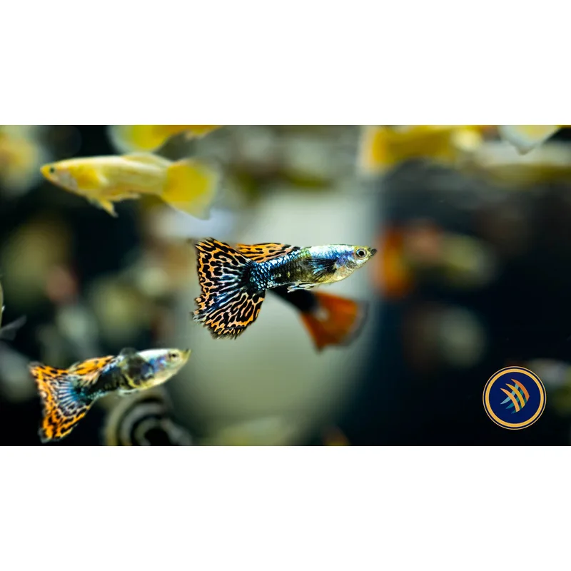 Male fancy guppies displaying full finnage — the color variety available in 2026 strains ranges from Moscow blue to dragon halfmoon