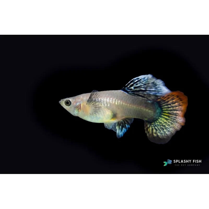 A guppy colony in a planted tank — females with full bellies near drop are a constant sight in any active breeding setup