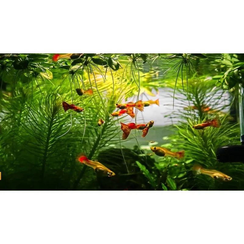 A well-set-up guppy community aquarium — plants, stable parameters, and proper stocking density are the foundation