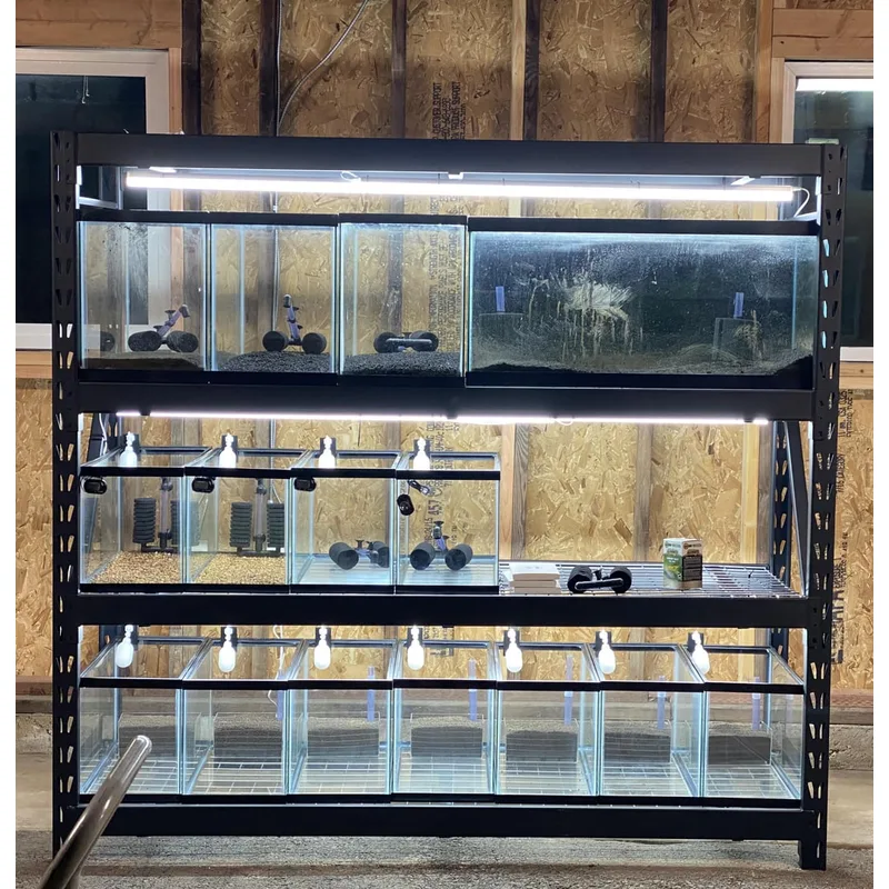 A separated breeding rack setup with individual tanks for isolating distinct guppy and Endler lines