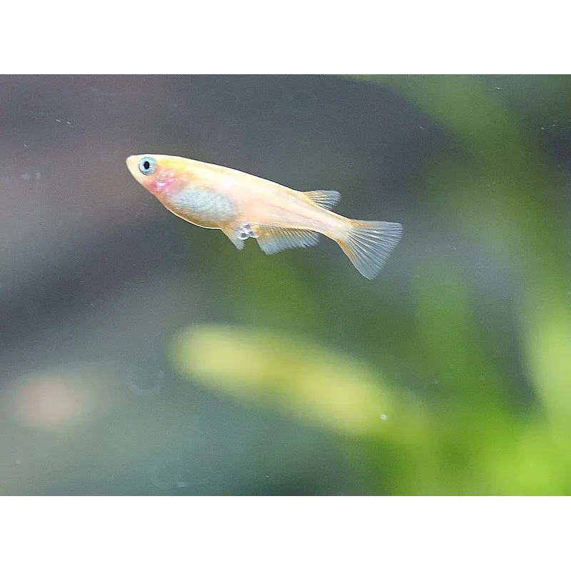 Medaka ricefish females carry egg clusters attached to their bellies before depositing on spawning mops or fine-leaved plants