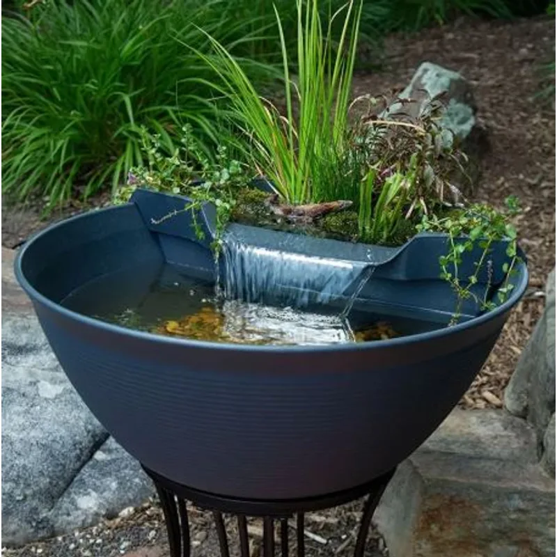 Medaka ricefish outdoor container pond — one of the most rewarding setups in warm-climate freshwater keeping