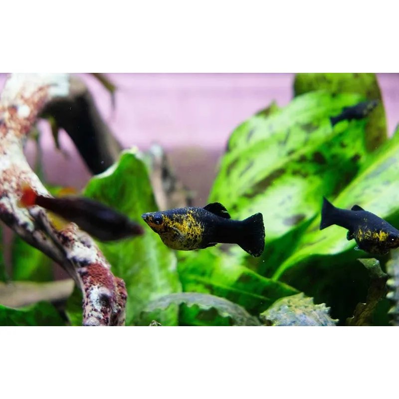 A group of common and dalmatian mollies in a planted aquarium with java fern and hornwort