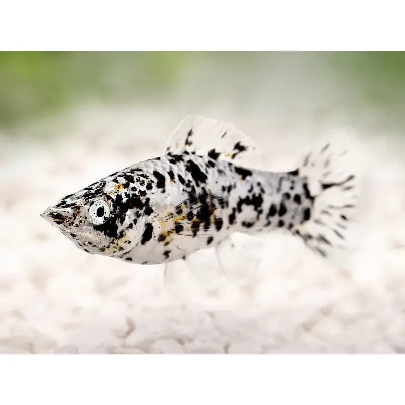 A black molly and dalmatian molly resting near a bed of java moss in a brackish-style setup