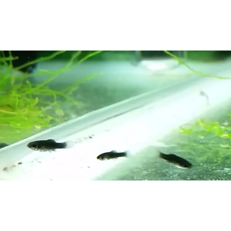 Molly fry sheltering in dense java moss in a 10-gallon grow-out tank