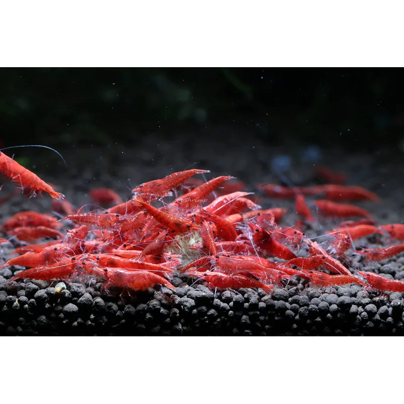 Red cherry shrimp (Neocaridina davidi) — one of the most popular color variants in the hobby