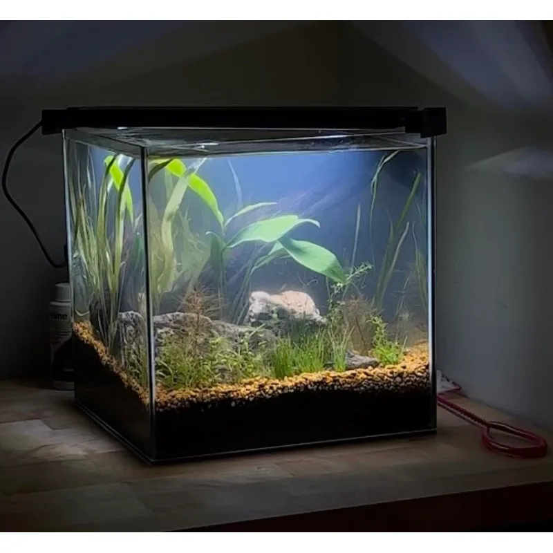 Neocaridina shrimp thriving in a planted tank — moss coverage and biofilm surfaces are key to colony health