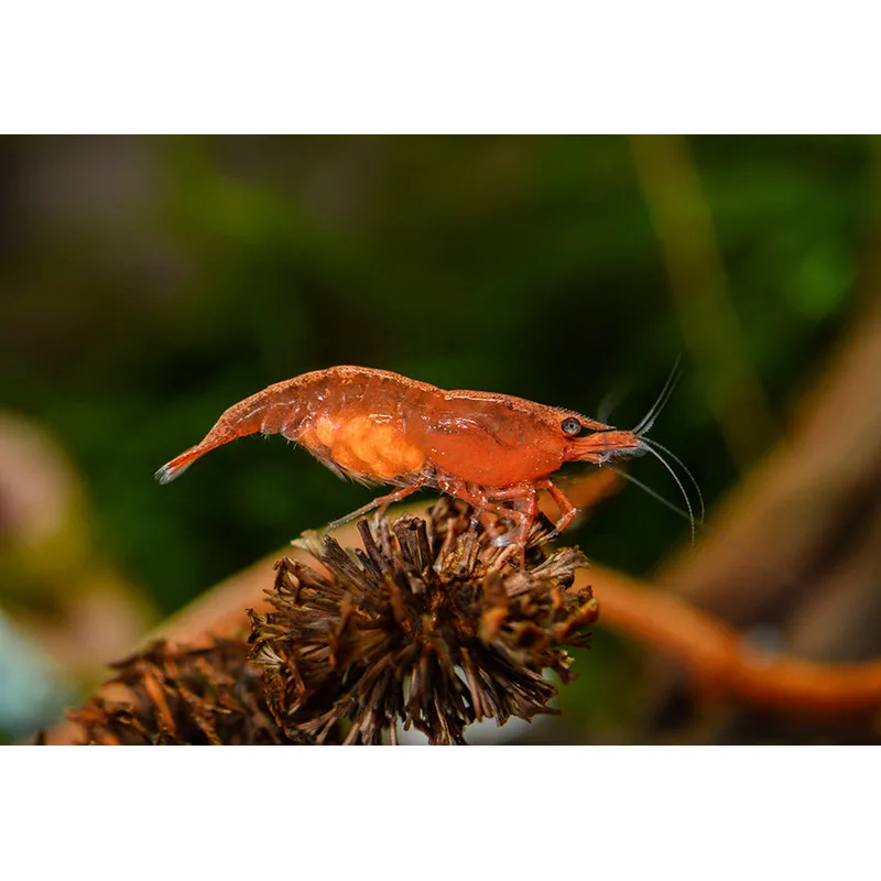 A berried female neocaridina carrying eggs under her tail — she will carry them for 28-35 days until hatching