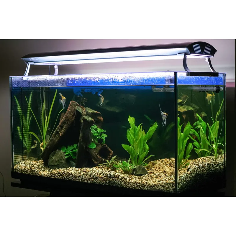 A thriving freshwater planted aquarium — a stable nitrogen cycle is what keeps ammonia and nitrite locked at zero in established tanks