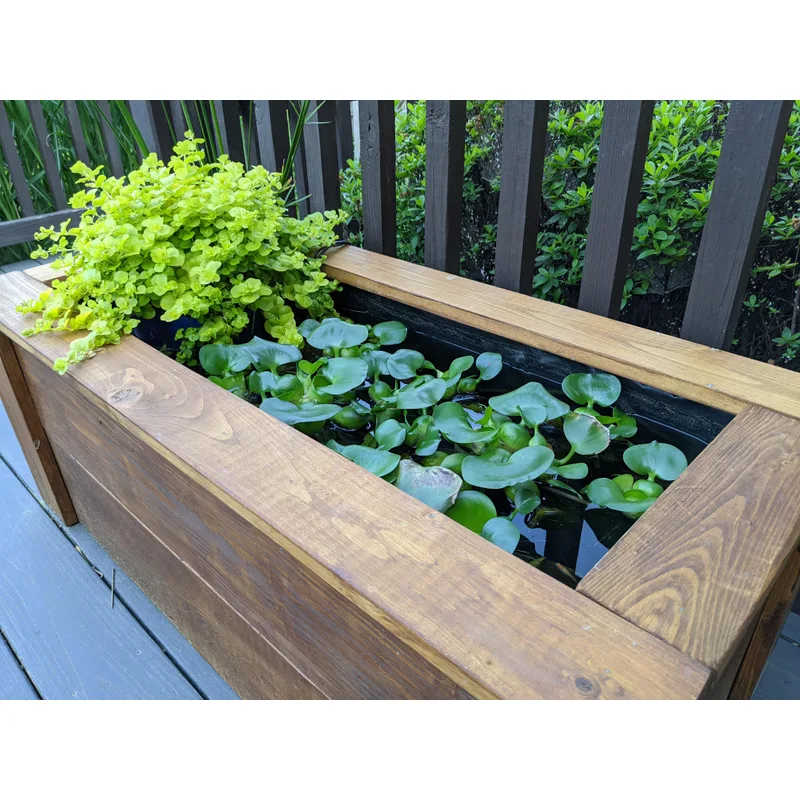 A DIY outdoor container pond with floating water lettuce and marginal creeping jenny in a wooden planter box