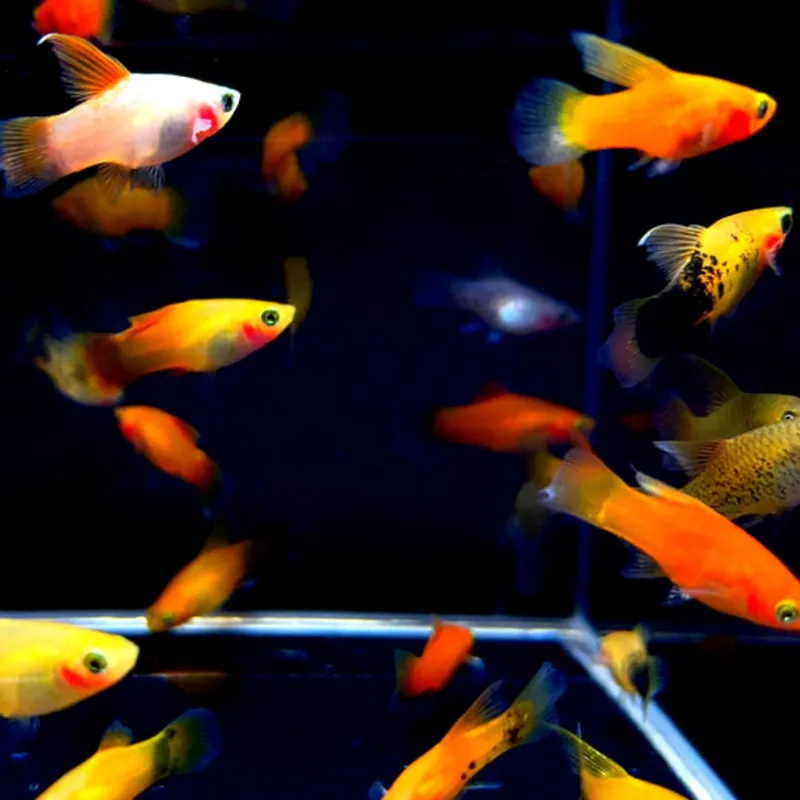Male platy fish displaying vivid sunset orange and blue coloration — 2026 tank-bred strains offer a remarkable range of colors