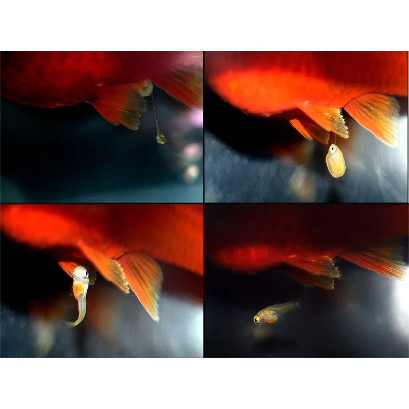 A livebearer dropping fry — this four-panel sequence shows the moment of birth through to a free-swimming newborn, typical of platy drops every 28-35 days