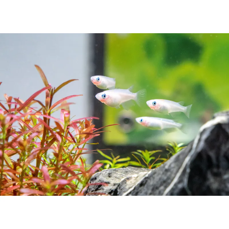 Medaka ricefish swimming near the surface in a planted aquarium
