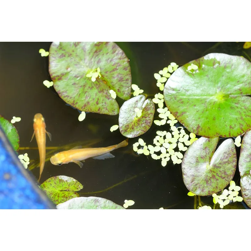 Medaka ricefish thriving in an outdoor mini pond setup with plants