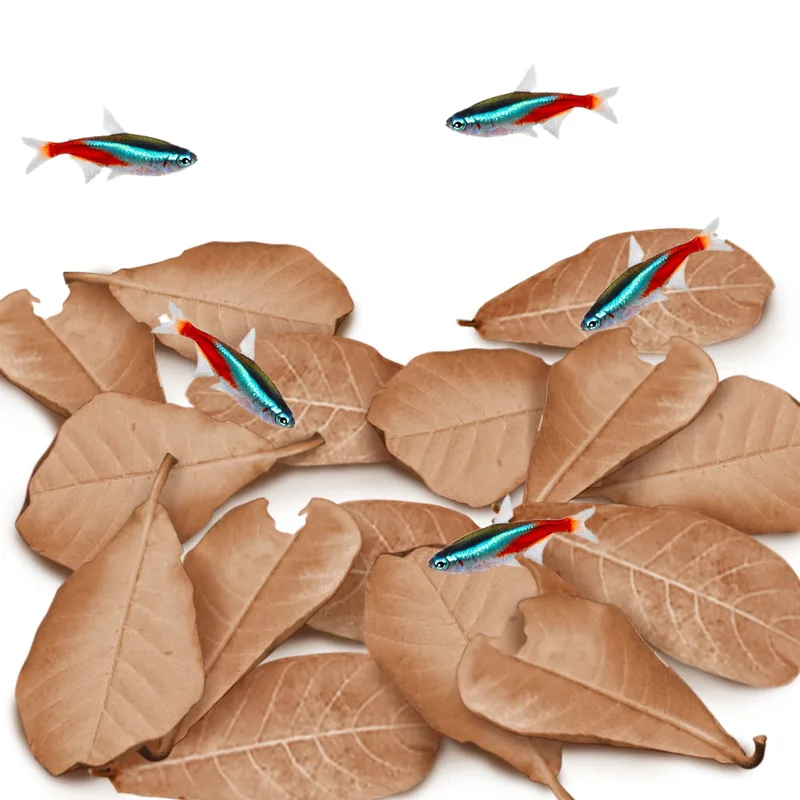 JOR Catappa Indian Almond Leaves (60 Pack)