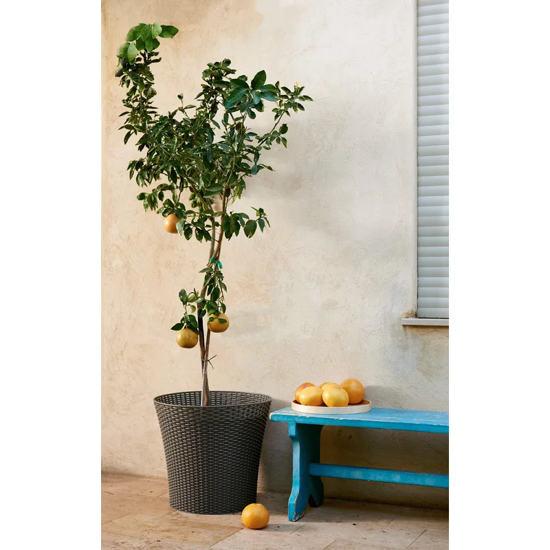 Keter Conic 15-Gallon Resin Planter (Set of 2)