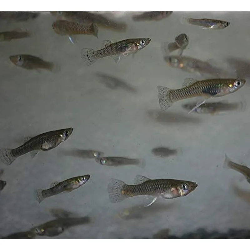 Quinn's Fins Live Mosquitofish (25 Pack)