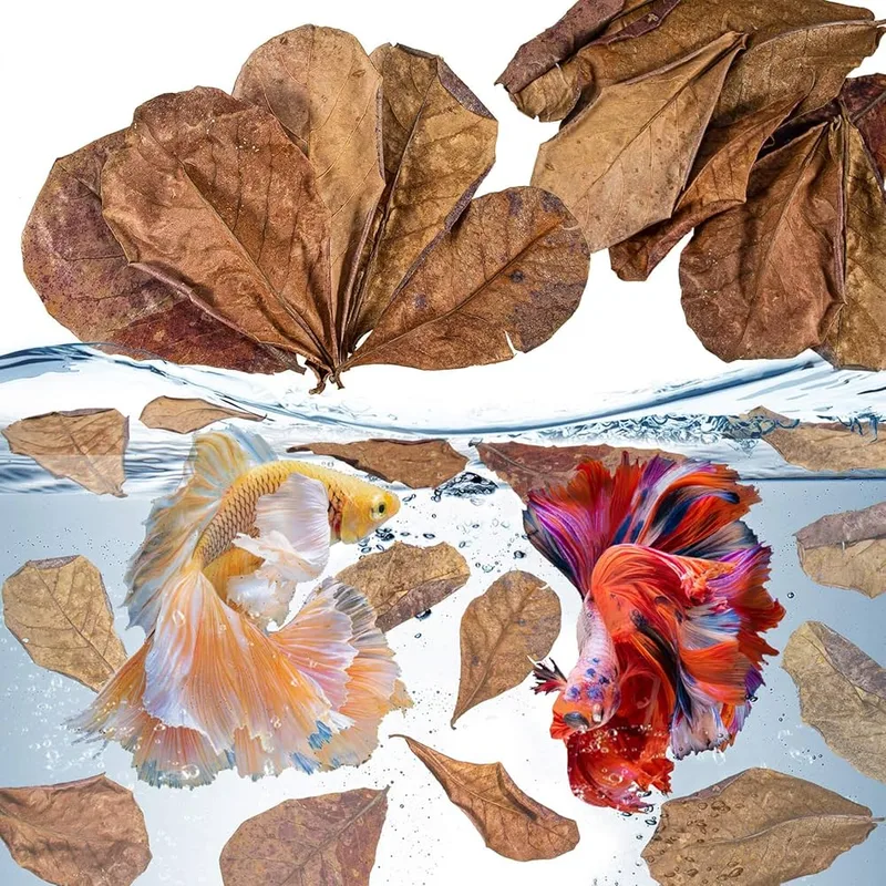 Sukh 30-Pack Indian Almond Leaves Large Catappa