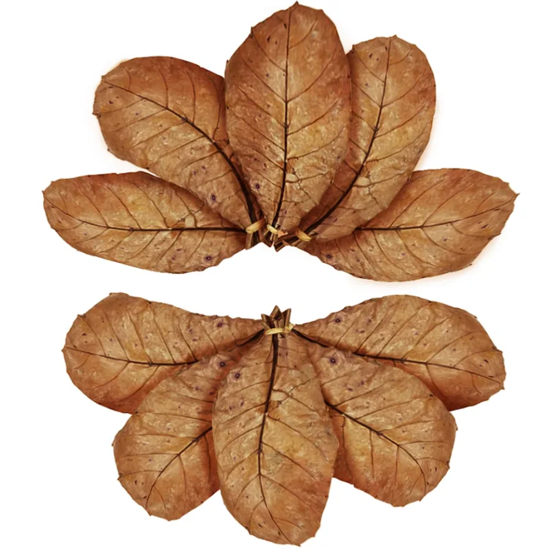 SunGrow Giant Catappa Indian Almond Leaves 7-8"