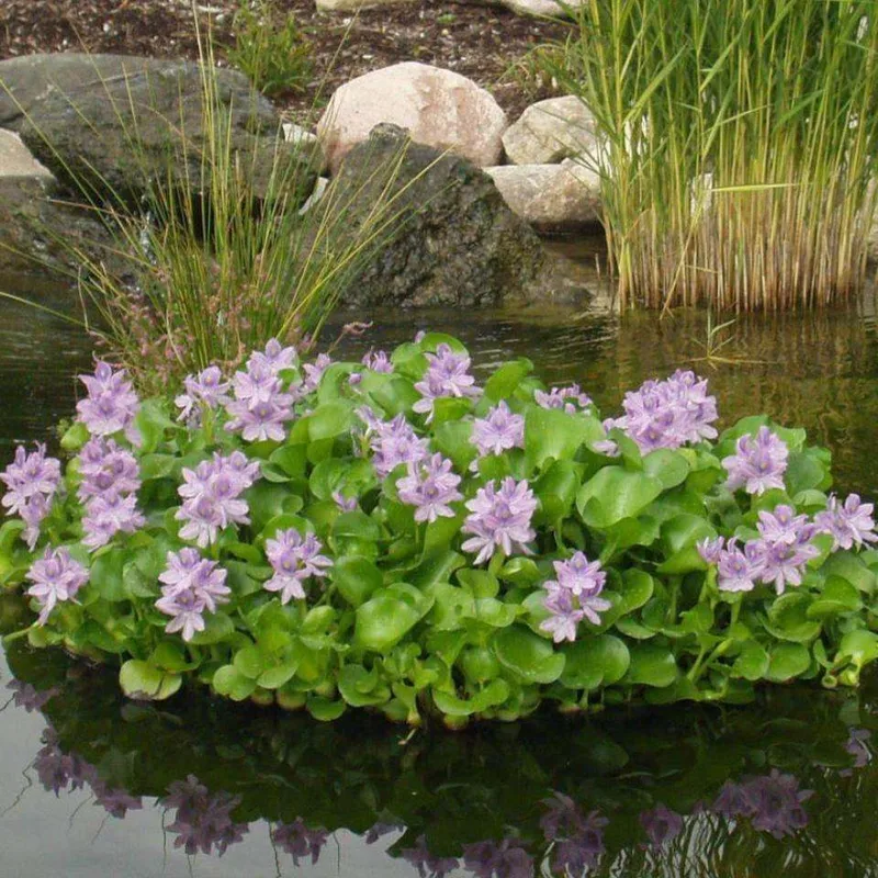 Water Hyacinth (Live Floating Plants, 3-Pack)
