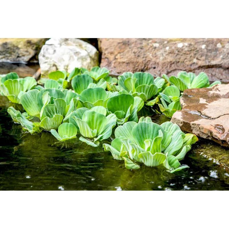 Water Lettuce (Pistia stratiotes, 3-Pack)
